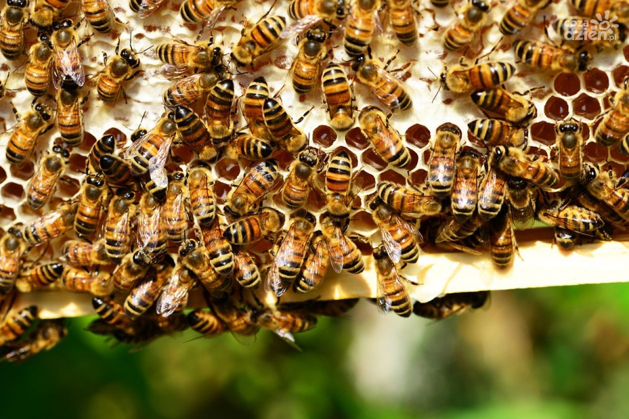 Pionkowski dzień pszczoły po raz trzeci