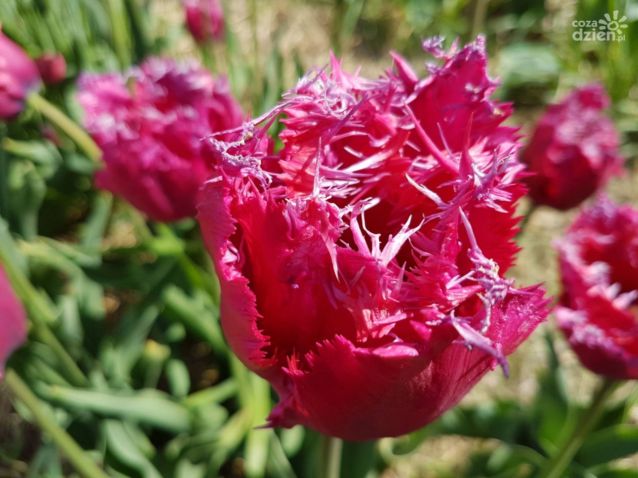 Tulipan - Książe Magicznych Ogrodów