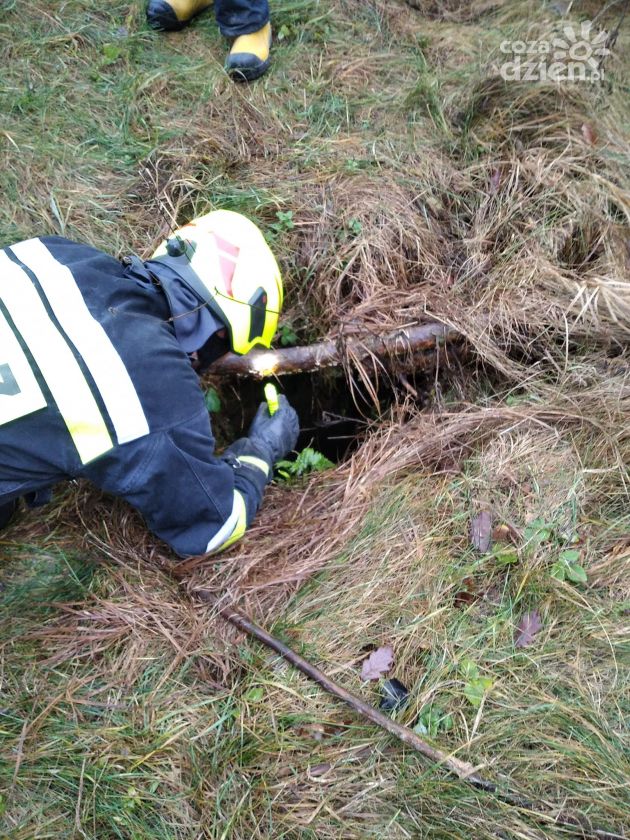 Strażacy uratowali uwięzionego w studni psa
