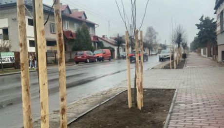 W Białobrzegach sadzą drzewa
