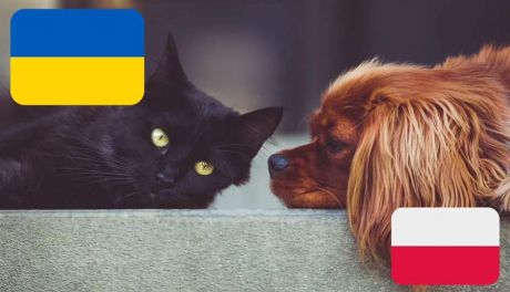 Grupa pomocy zwierzętom na Ukrainie