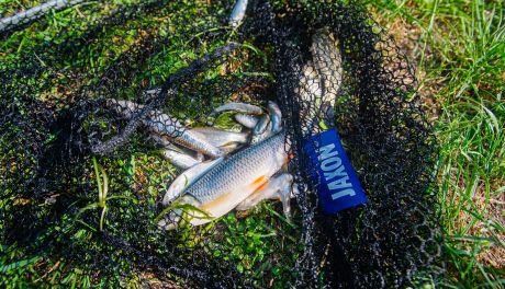Informacje. Śnięte ryby w parku Leśniczówka