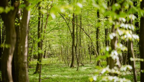Radom Dbają o przestrzeganie zasad w lasach